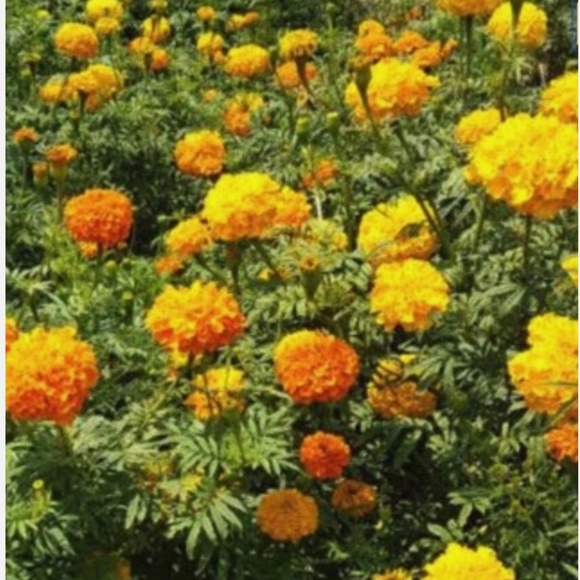 Giant African Marigold Orange Yellow DRIED SEED HEADS Organic 2024~ 1/2 oz - Picture 4 of 4